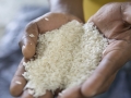 Le riz ti malice